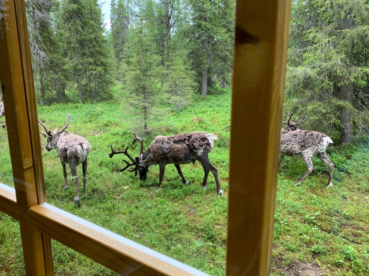 Logwood Chalet Луосто Екстериор снимка