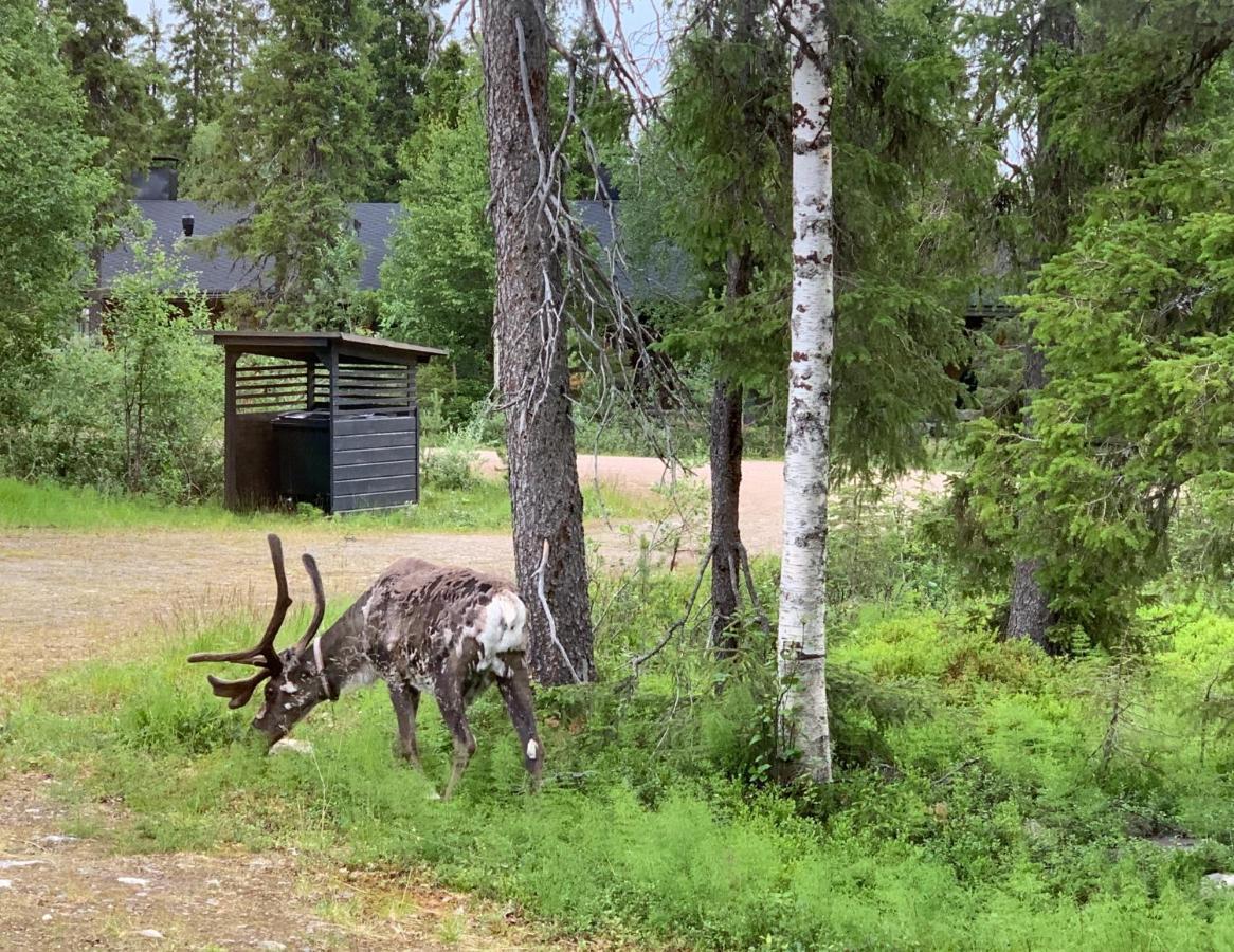 Logwood Chalet Луосто Екстериор снимка